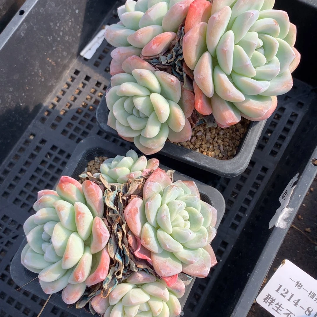 1214-82 老桩冰玉