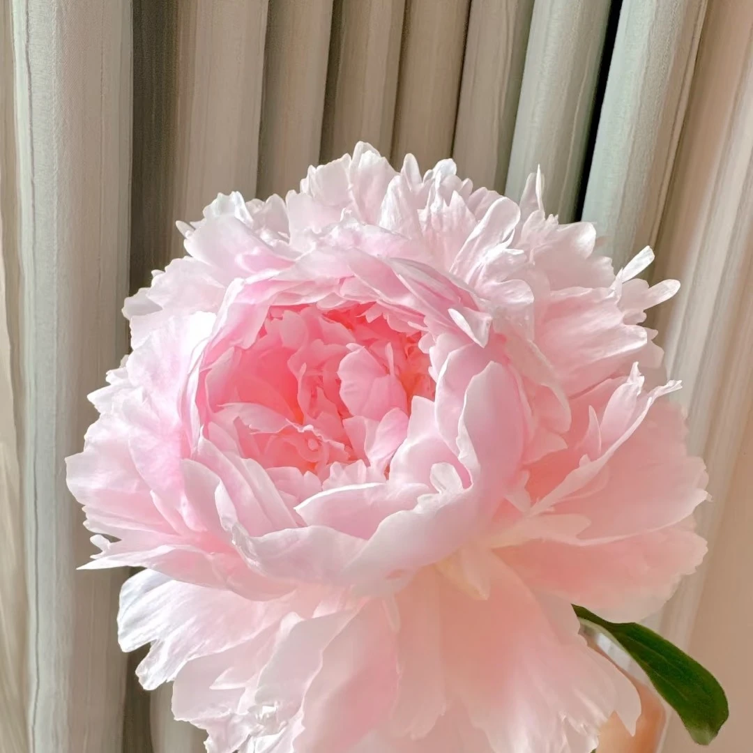 【枕边细语】荷兰进口高端名贵芍药花苗易成活庭院花卉菏泽基地直发