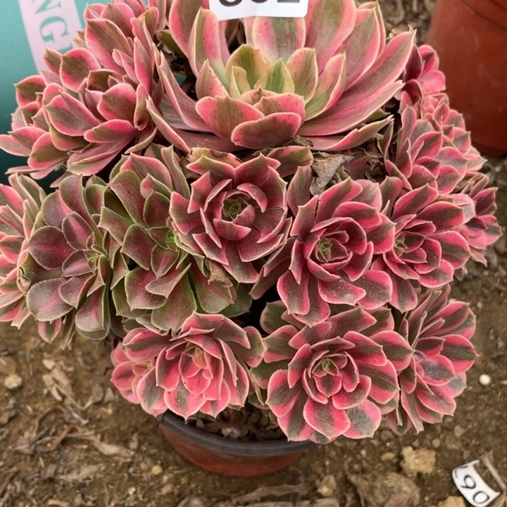 无花朵602对肉植物女妖