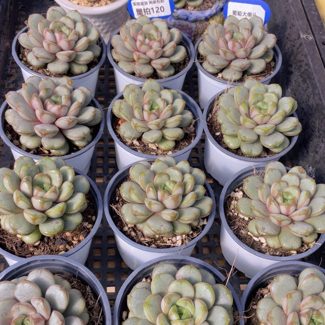 量拍120号 葡萄大单头一个