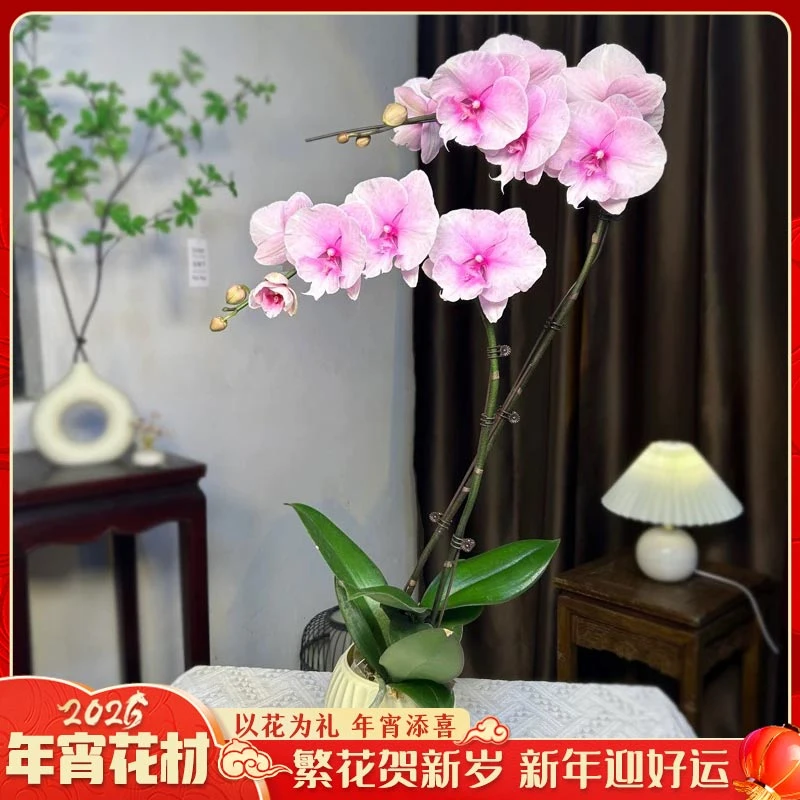 【云舍花卉】3.5寸双梗【迷雾】蝴蝶兰盆栽【带盆发】任意满2单以上包邮