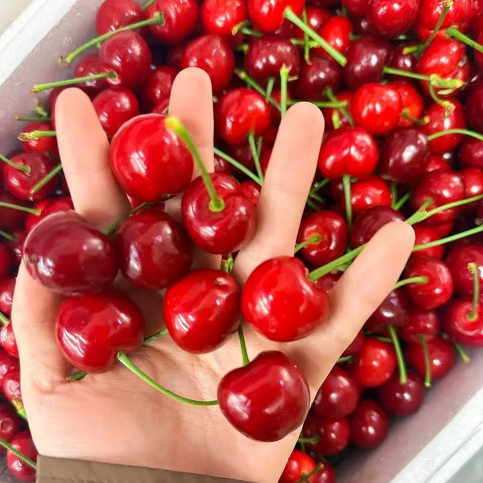 大连美早樱桃 250克 XL美早