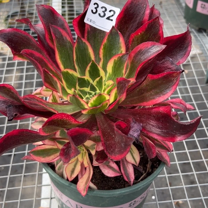 332魅影22厘米嫩庄