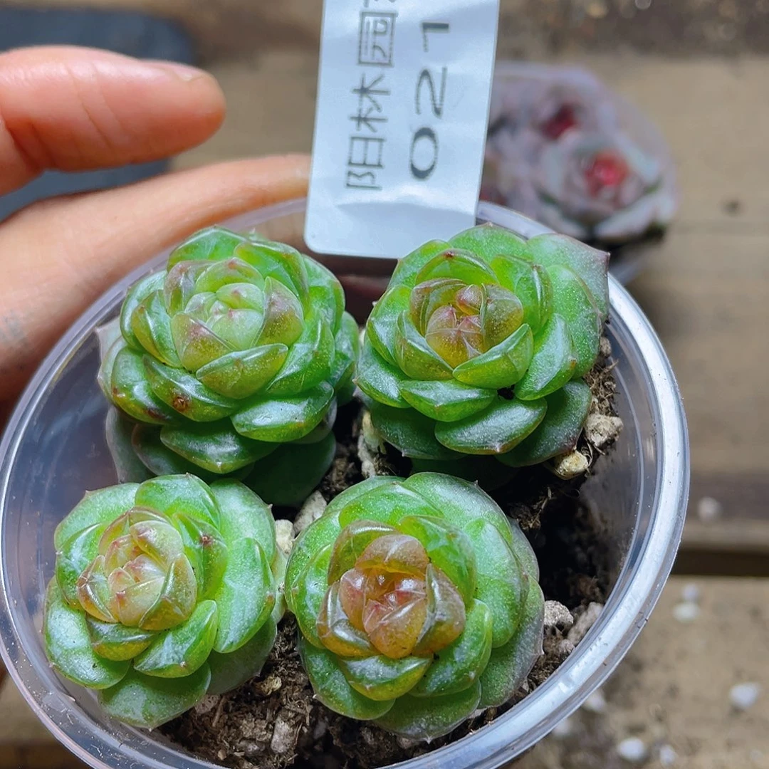 团***^多肉植物多肉植物210