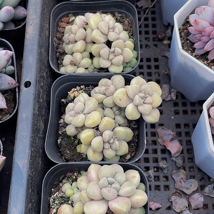 碗也姬秋丽带盆土发