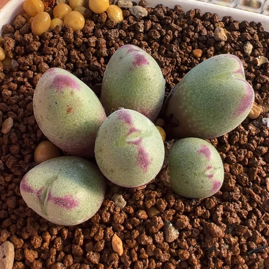 459多肉植物组合