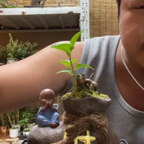 红陶一物一拍所见即所得158