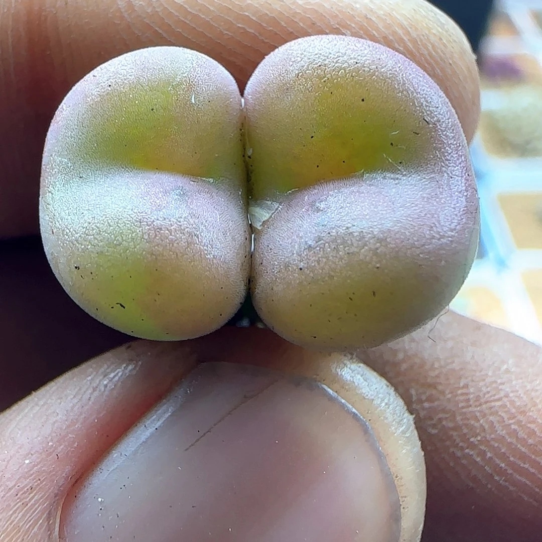 开播福利来啦43779