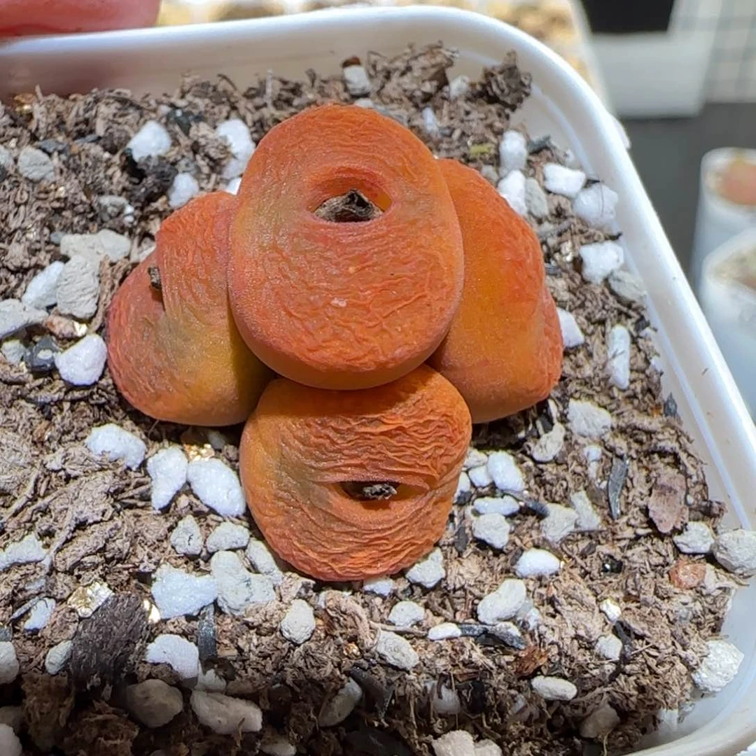 肉锥多肉植物百科-优选水蜜桃母本89