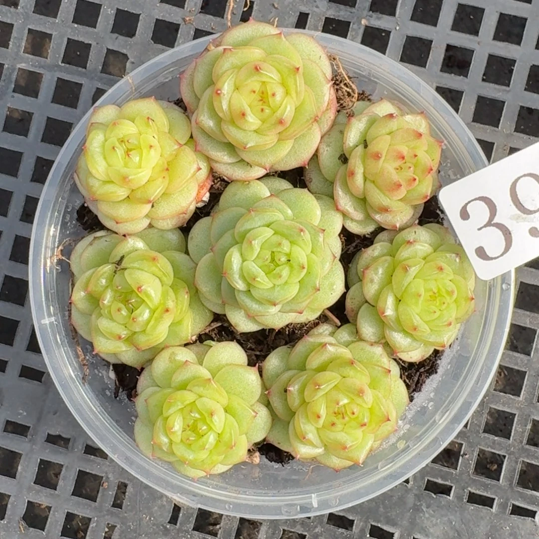 多肉植物多肉植物394