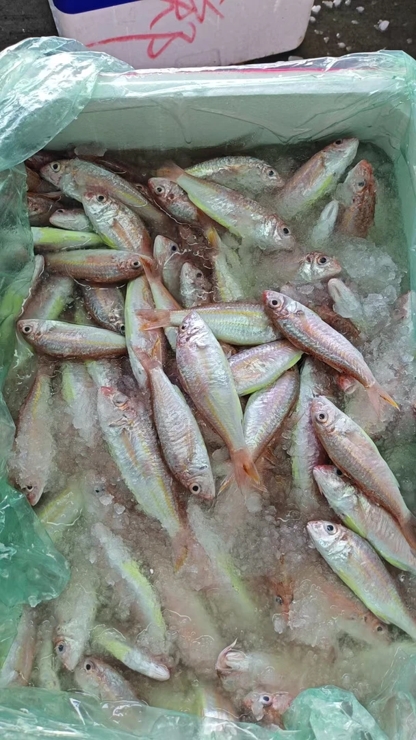 湛江新鲜海捕   红纤鱼  鸡腿鱼  5斤  顺丰发货