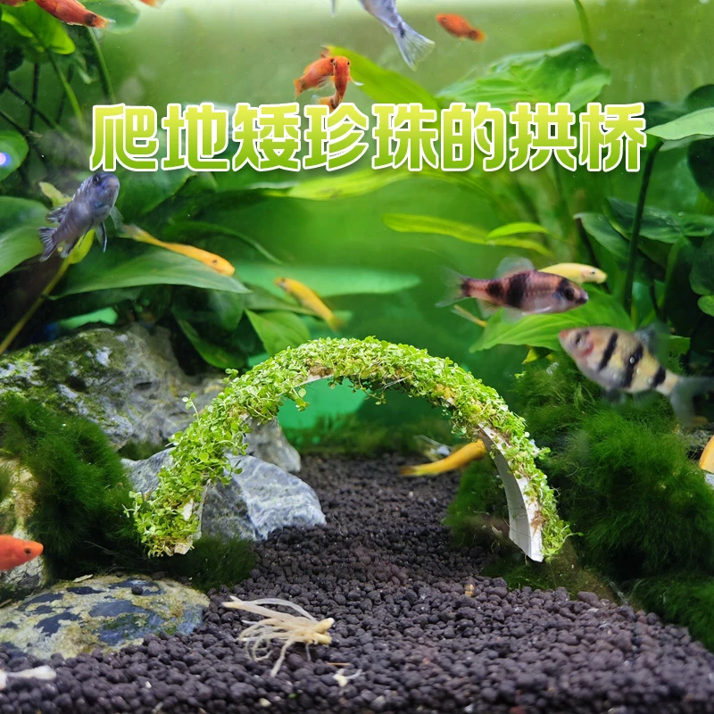 爬地矮珍珠的拱桥 鱼缸造景水草