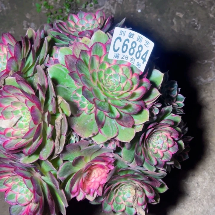 疯*泽6884多肉植物莲花座法师