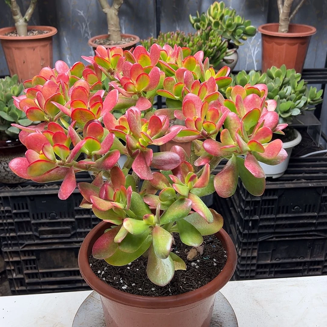 5年黄金花月带土球发货