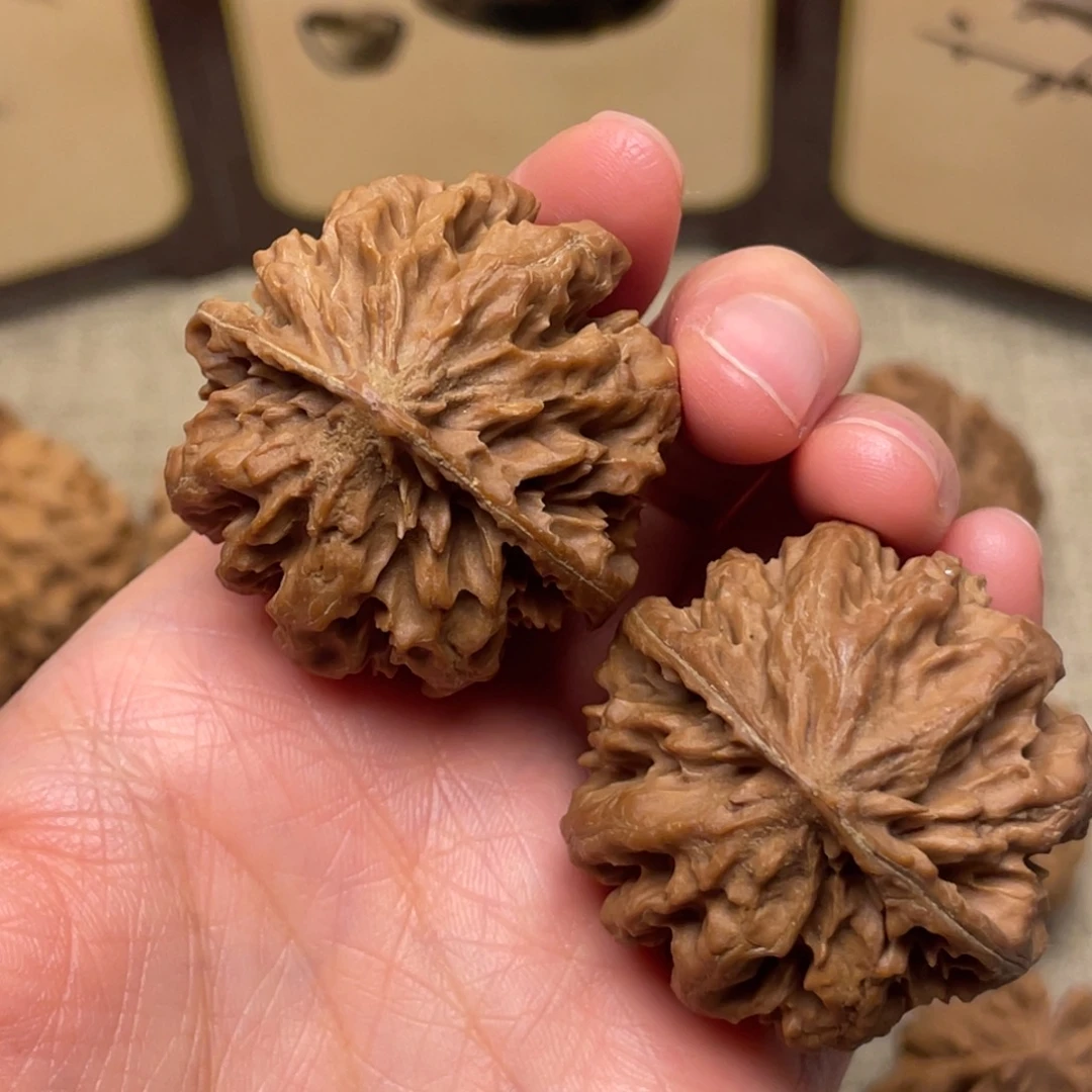 核桃秦岭核桃16号