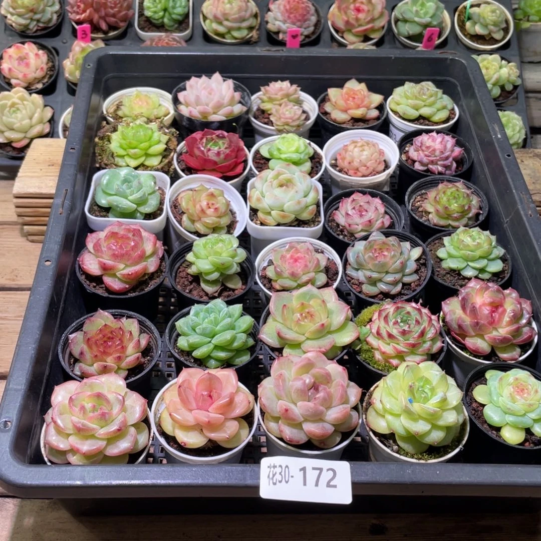 花利美30-172框拍30颗