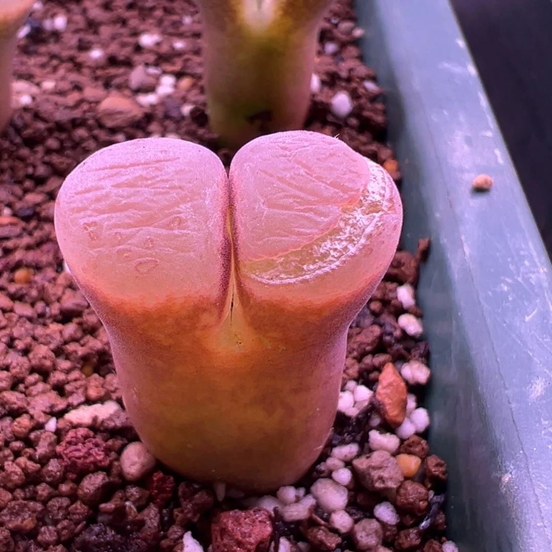 如*312。1089鲑鱼粉风铃