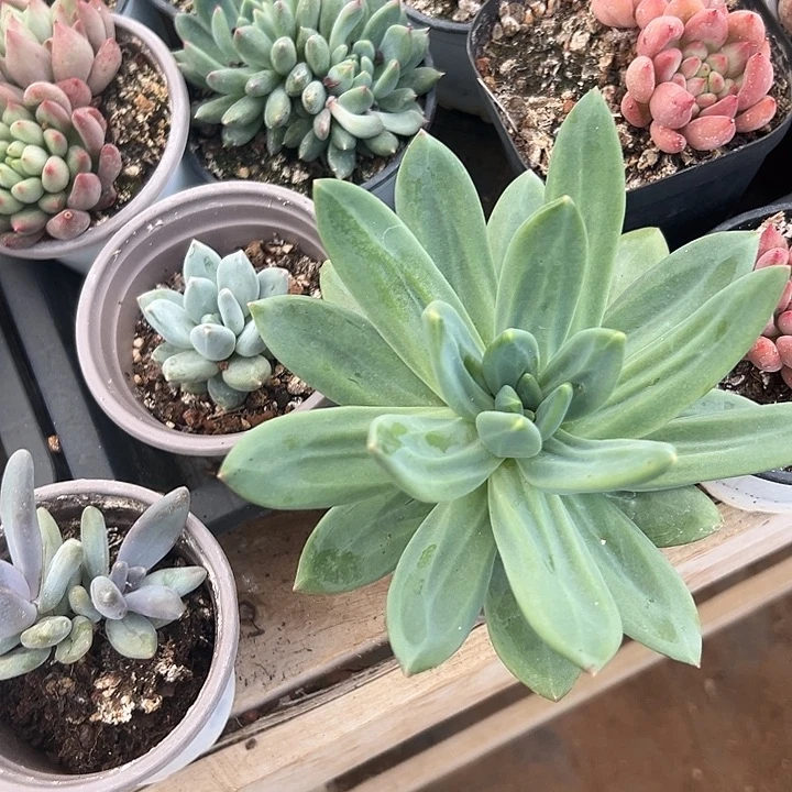 琴***儿多肉植物实物直播实物9