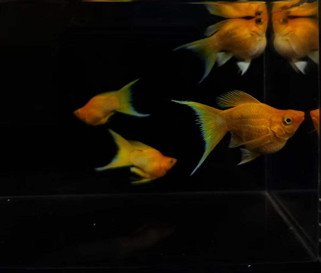 越南原线黄金玛丽球鱼精品家养混养胎生易繁殖热带观赏鱼广东发货