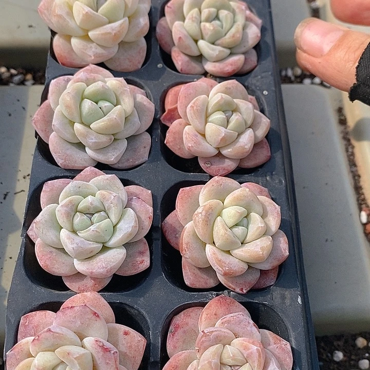 300-301 多肉植物盆栽花卉植物