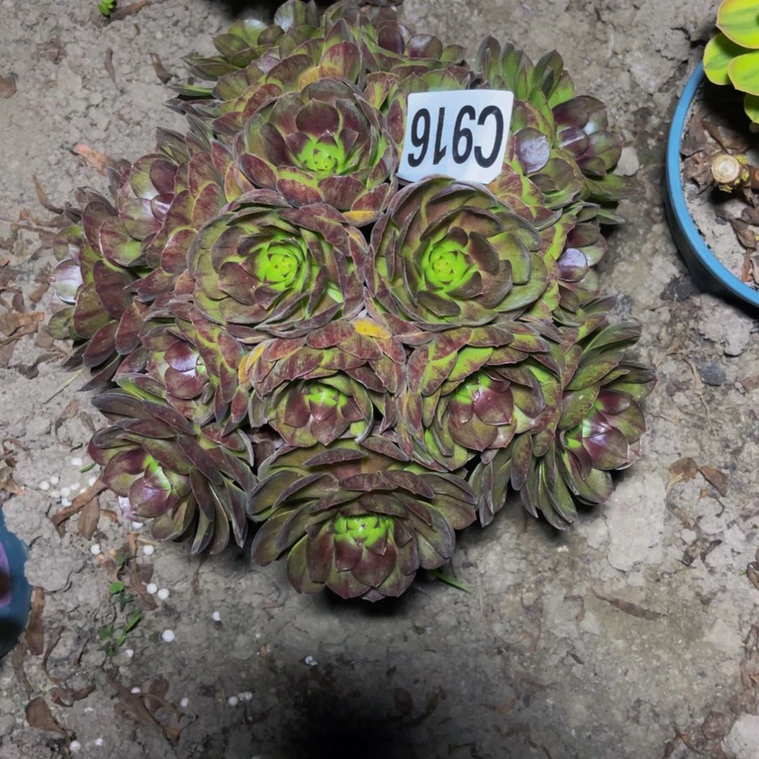 黑魔法师26////38包邮