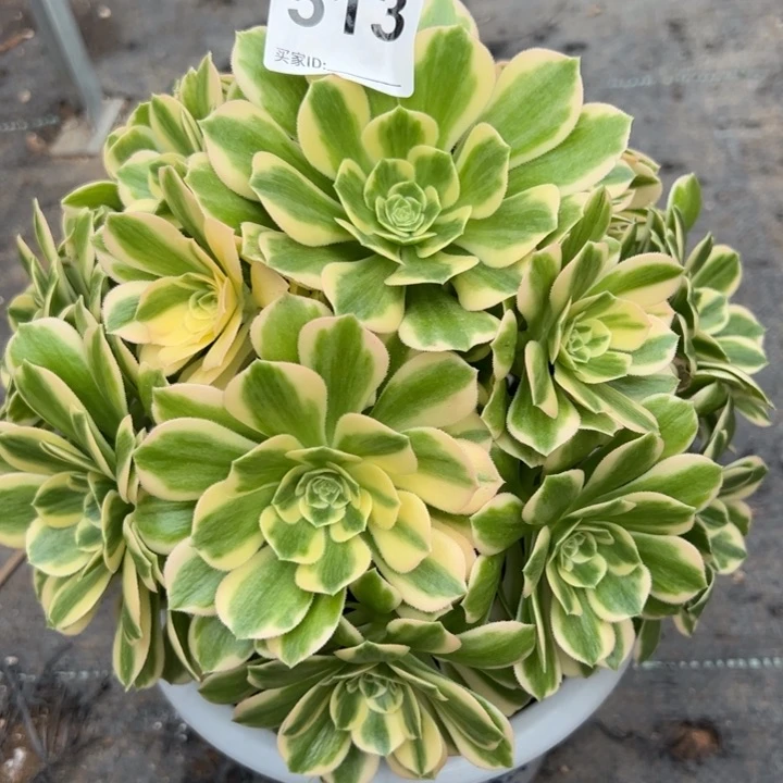 棉**奶513碧玉20厘米左右