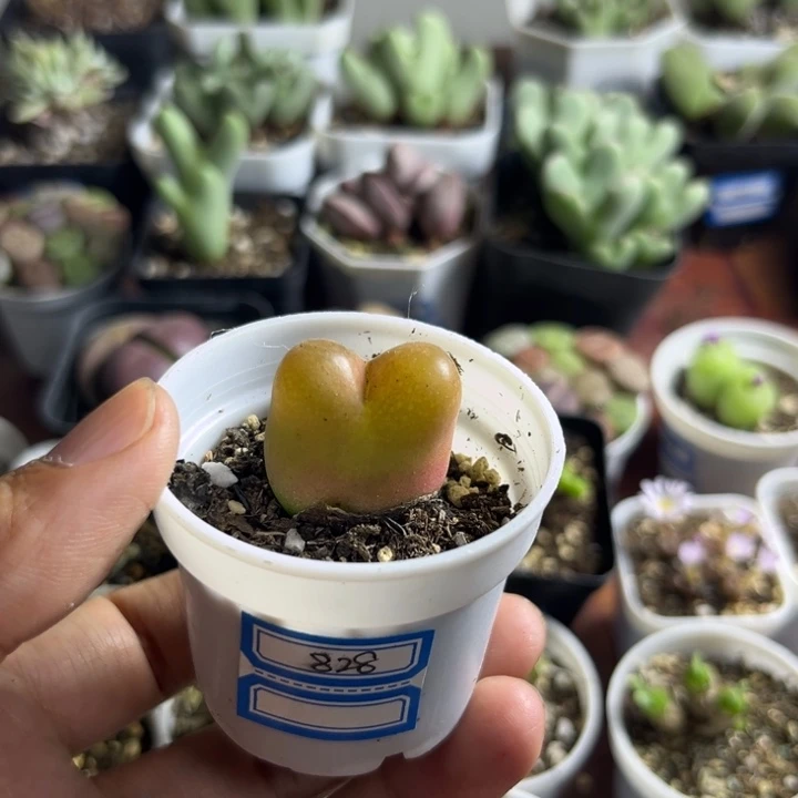 828 毛汉尼多肉植物