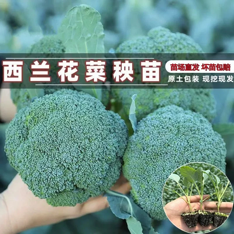 西兰花苗西蓝花苗子秧苗水培食用甘蓝苗莴笋秧苗芹菜四季种植