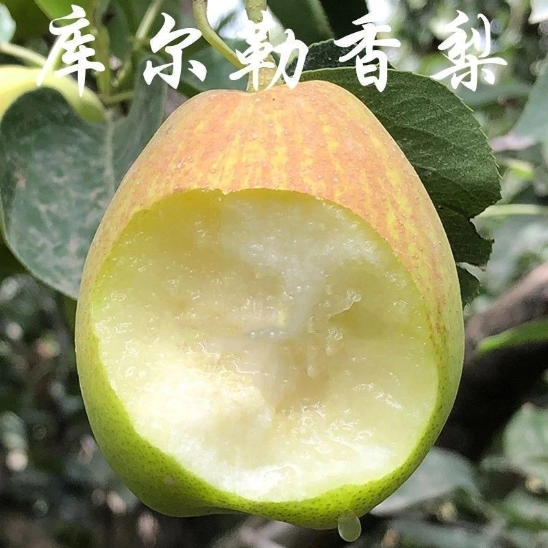 2年苗买一送一】正宗库尔勒香梨树苗 嫁接梨树苗 新疆香梨树苗