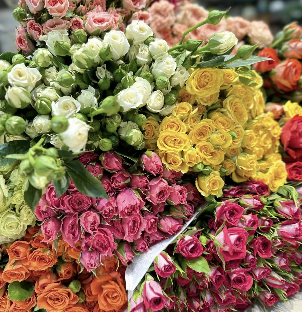 云南鲜花  泡泡玫瑰 P