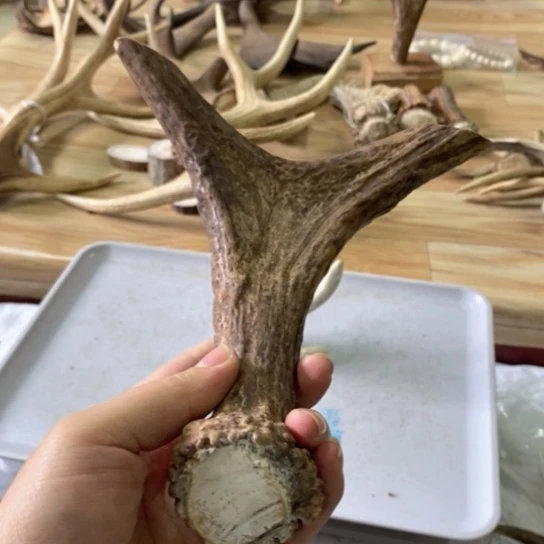 银S925鹿角。