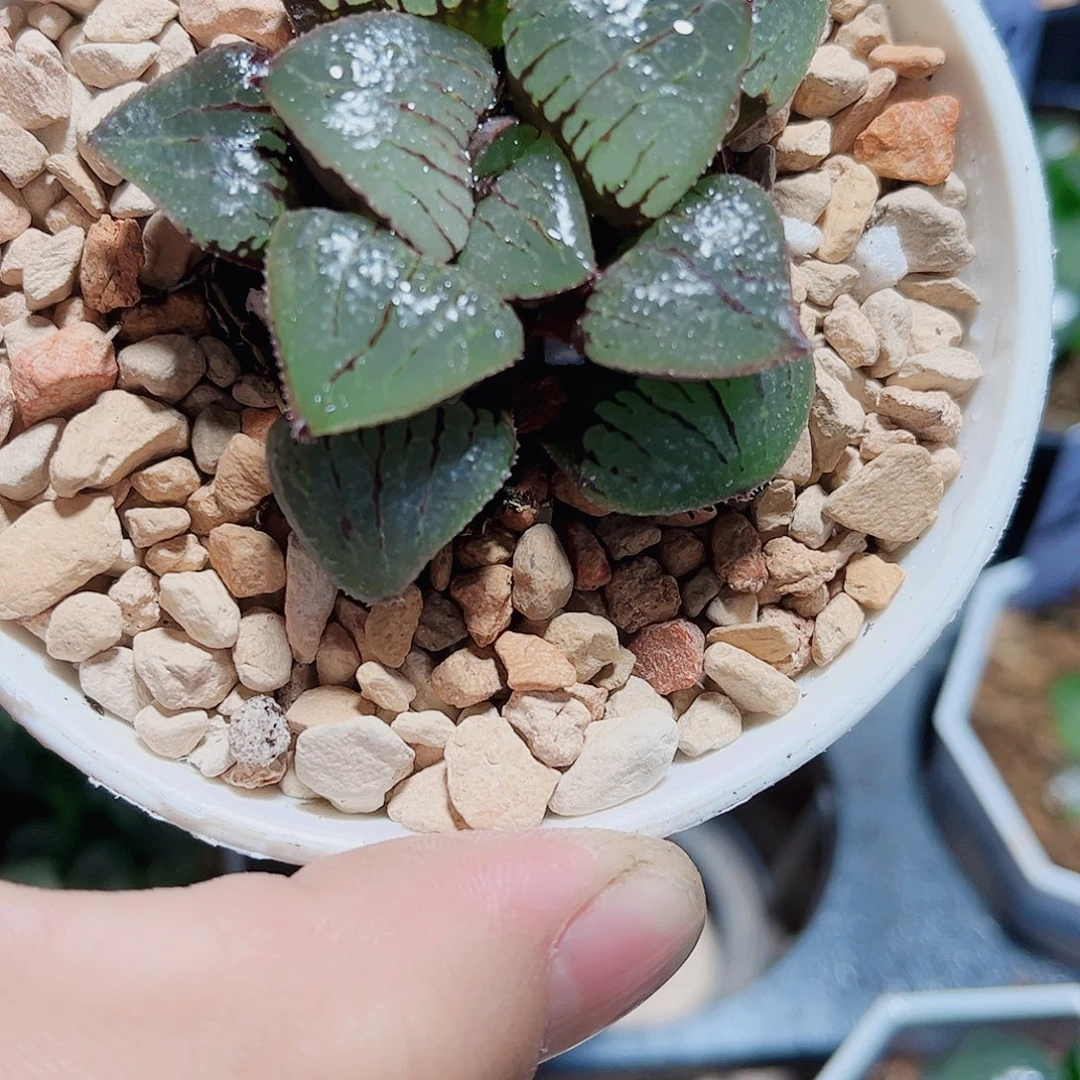 香瓜岛新手好养的