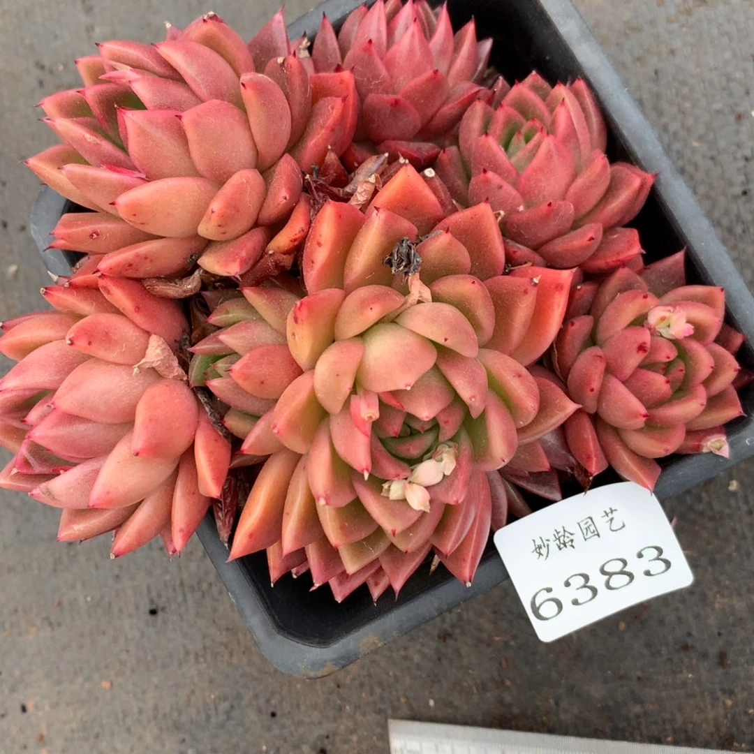 6383杂交精品基地13厘米