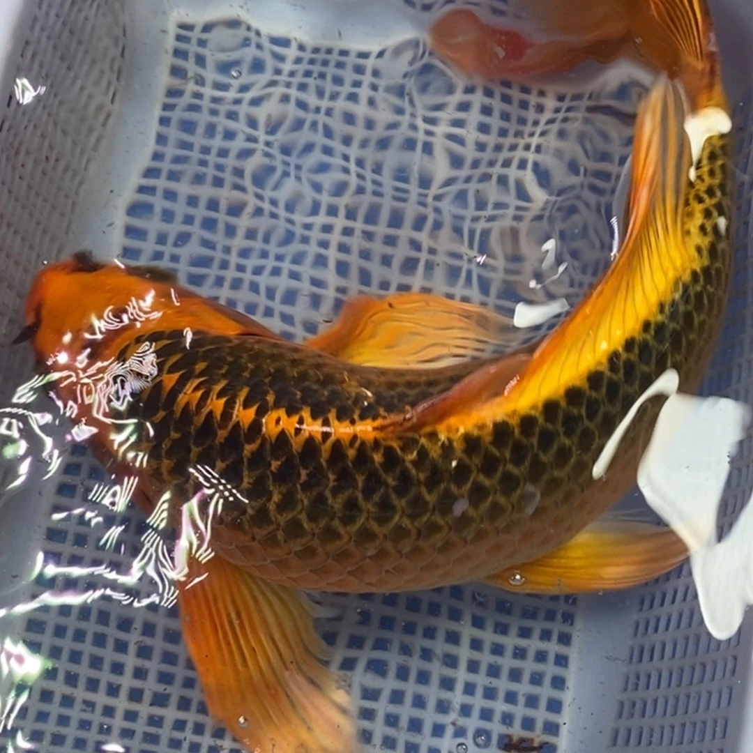 锦鲤冷水锦鲤包邮