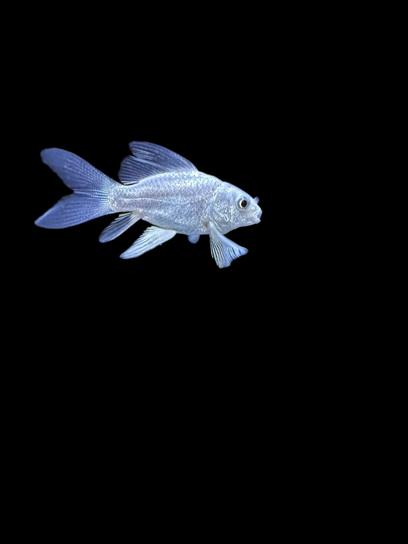 01短身台湾蝴蝶鲤长尾长鳍淡水冷水观赏鱼龙凤熊猫好养耐活观赏鱼