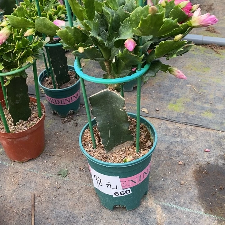 大部分花苞少量开放660嫁接082