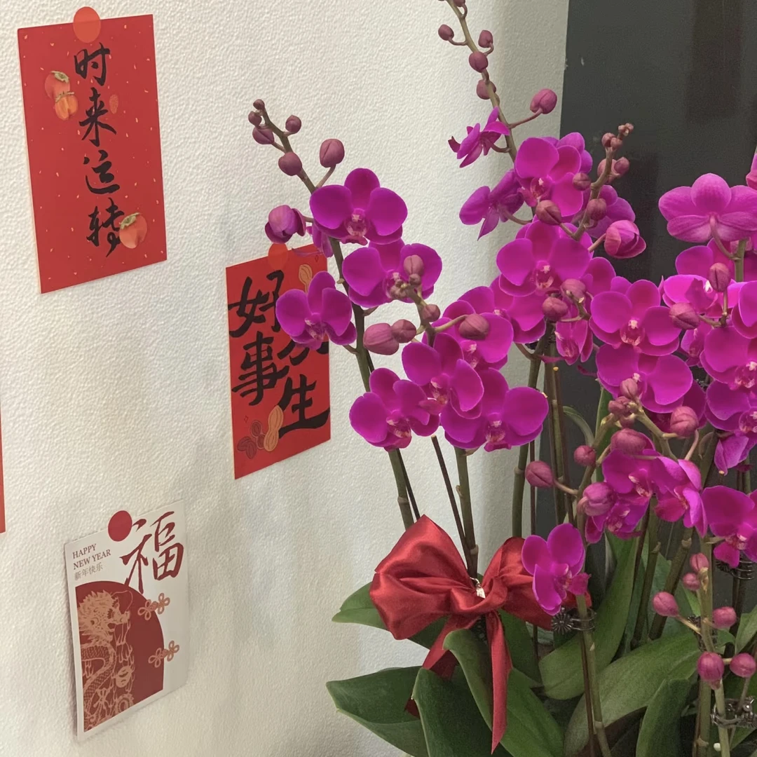 9号兰业【满天红】经典蜡质3.0加高苗 双梗发货