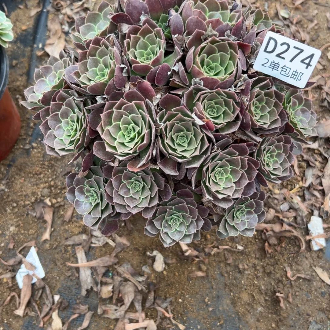 274多肉  荷兰玫瑰不包断头