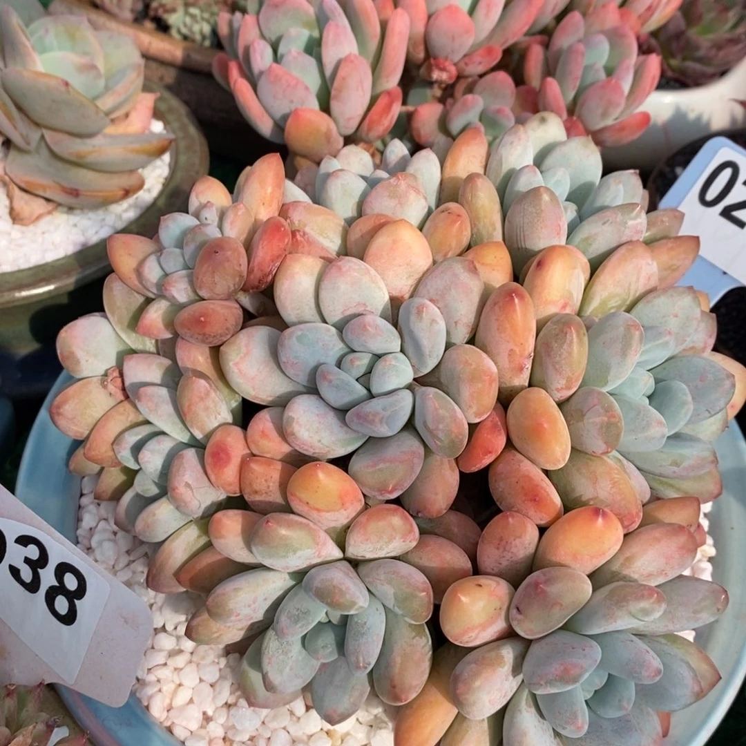 香水多肉植物盆栽