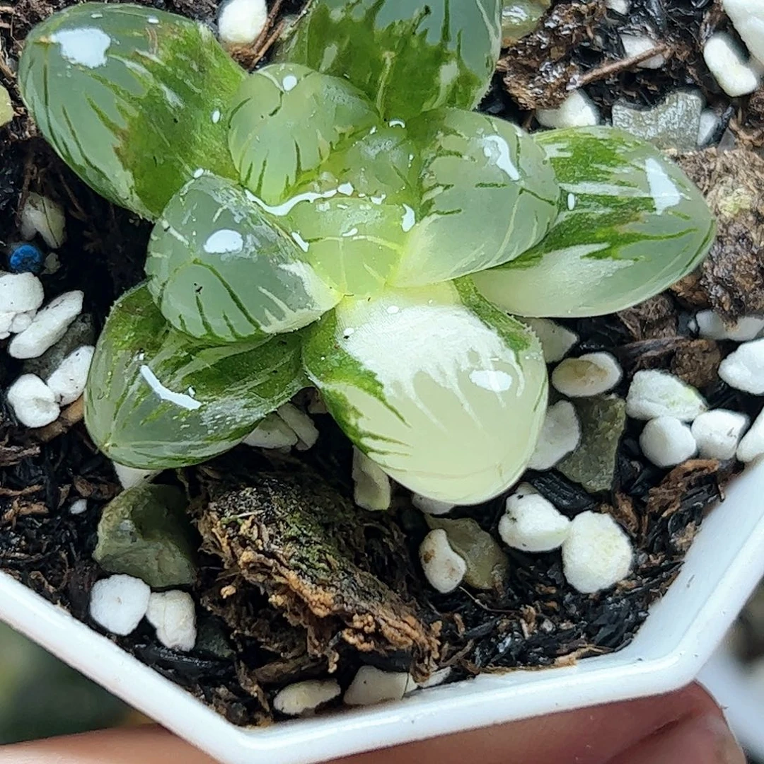 地泉锦十二卷十二