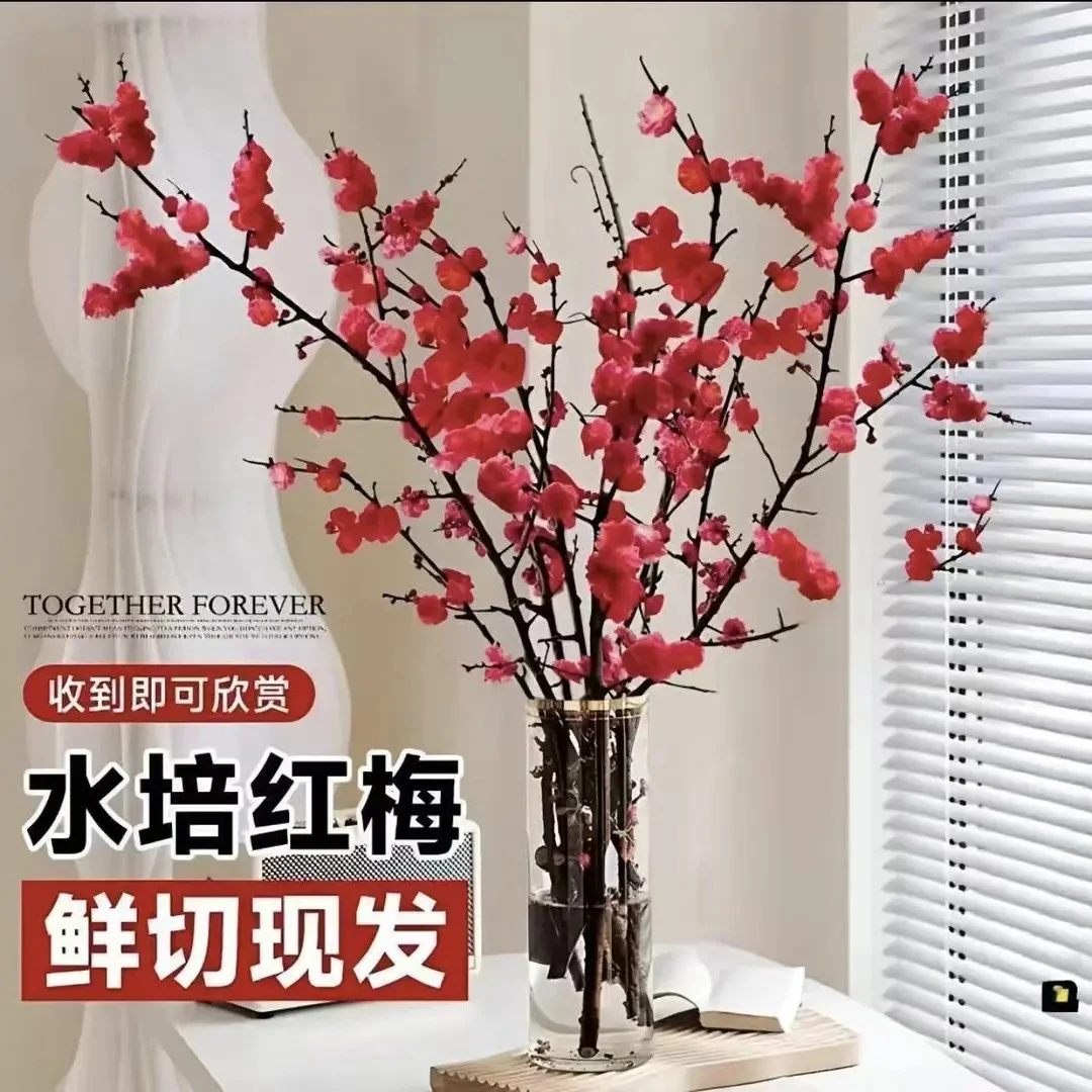 【带花苞】水培梅花鲜枝红梅年宵花新年装饰桃枝条冬季室内外花卉商品图