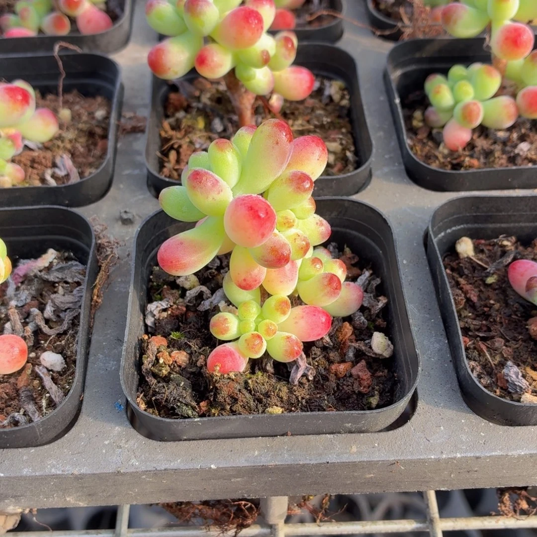 乙女心多肉9.9包邮发货