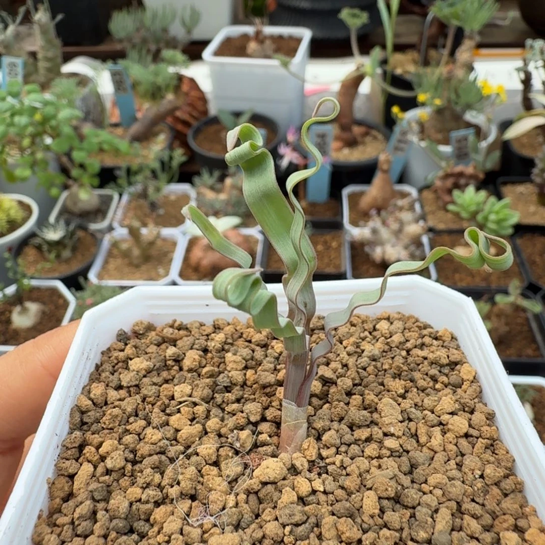 海带弹簧草070 仙人球