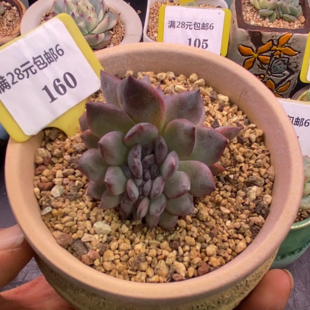 6160正版，黑橙子缀