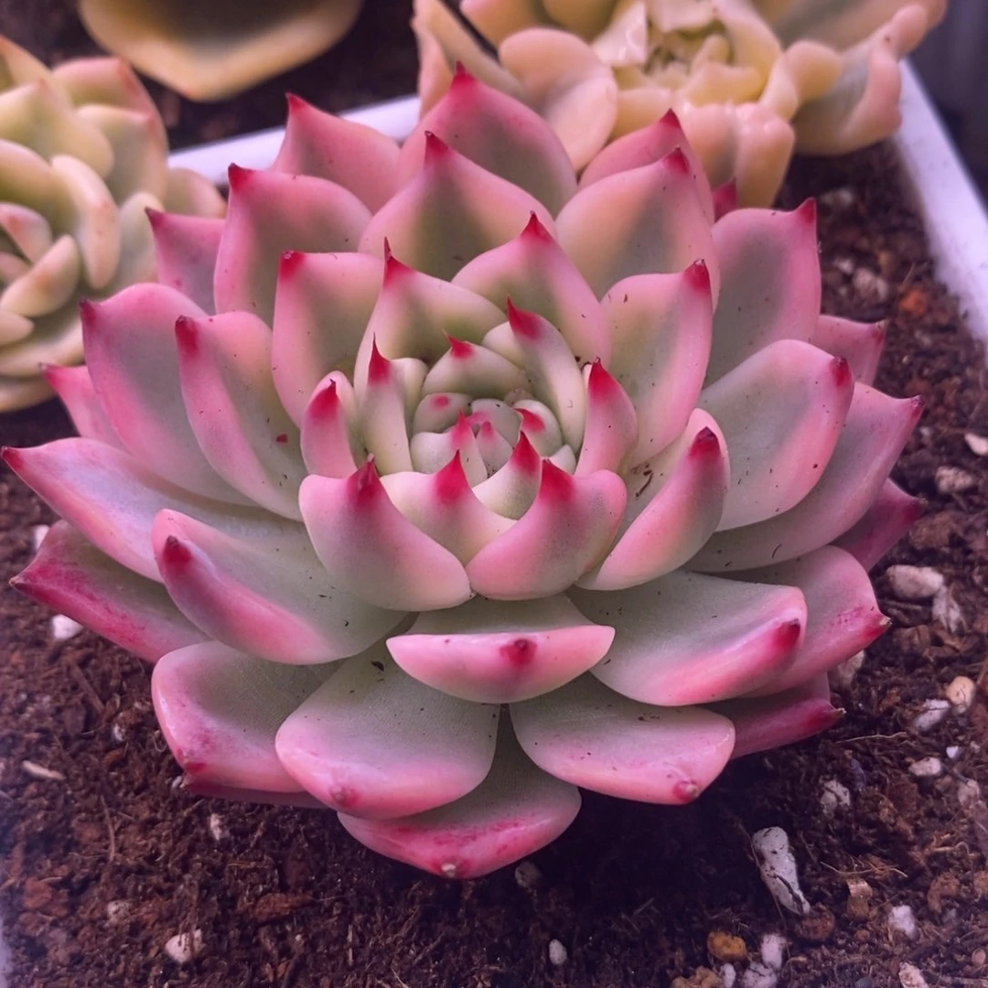 吉娃娃锦 多肉植物