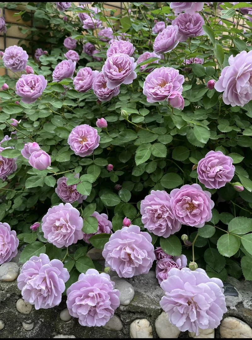 树状月季花苗绿植蓝色阴雨棒棒糖玫瑰庭院阳台四季开花浓香植物