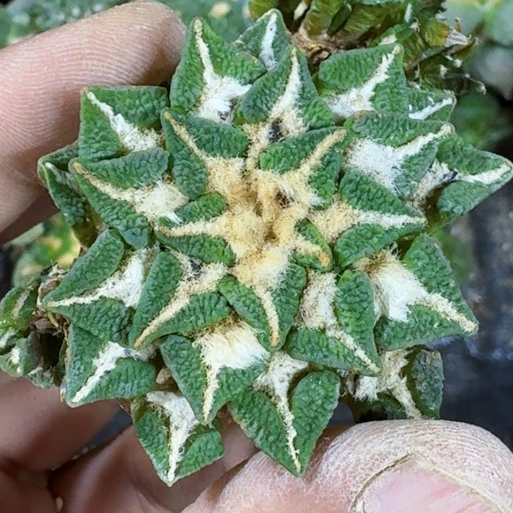 无花朵福利自根黑牡丹190