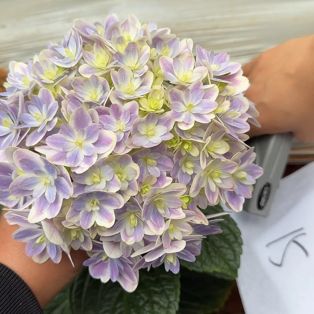 绣球切花一物一拍3枝起包邮，15