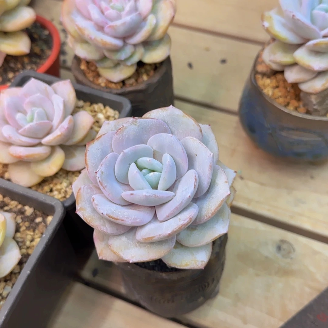 微***子多肉植物多肉植物
