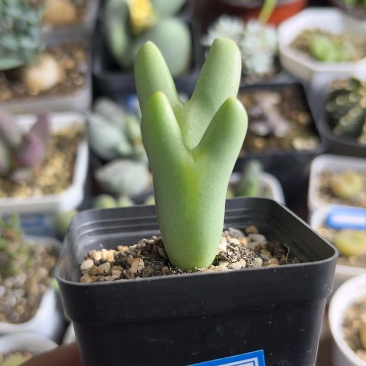 812 皮卡丘少将多肉植物